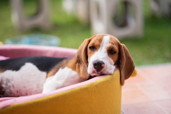 Beagle Özellikleri ve Bakımı