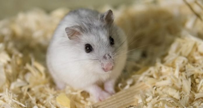Gonzales Hamster Özellikleri Hakkında Bilmeniz Gereken 13 Bilgi