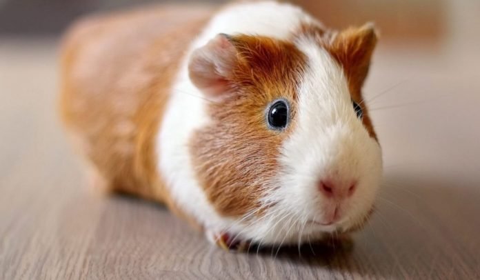 Hamsterlar Hakkında 5 İlginç Bilgi