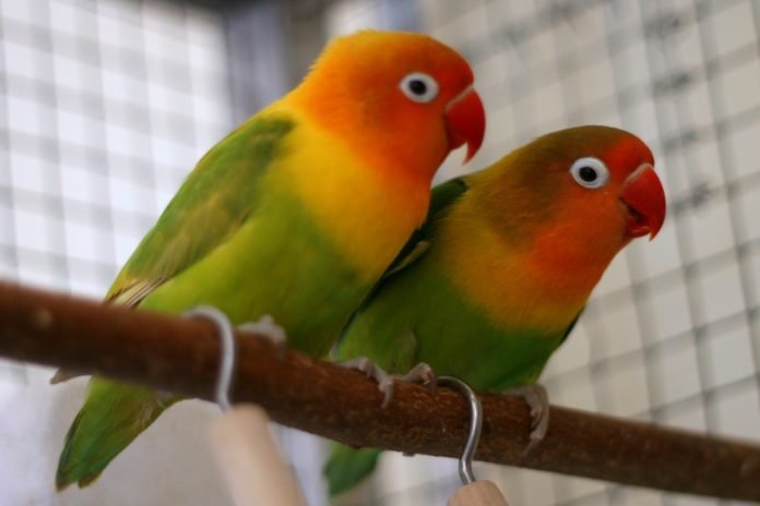 Sevda Papağanı Hakkında 15 Bilgi