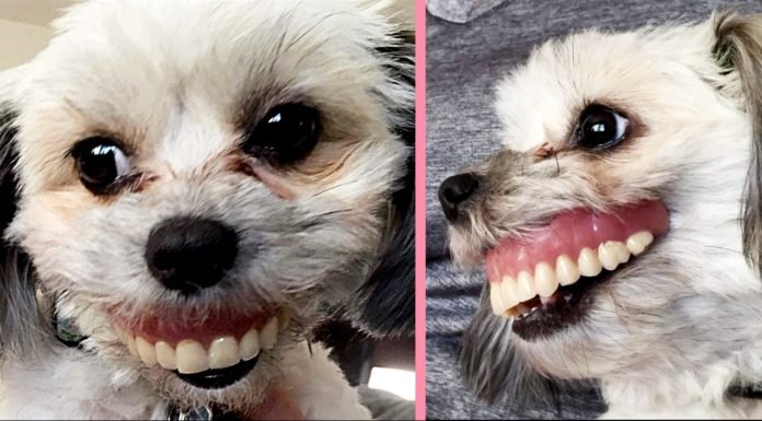 Takma Dişlerini Kaybeden Adam, Yepyeni Bir Gülüşe Sahip Köpeğiyle Karşılaşır