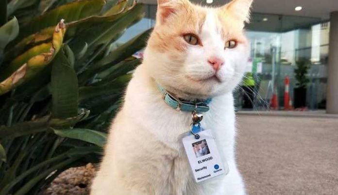Avustralya Richmond’da yaşayan Elwood isimli kedi Epworth Hastanesi’nin önünden ayrılmıyordu. Hastaneye gelen hastaları ve personeli adeta teftiş eden sevimli kedi, 1 yılın sonunda hastane yönetimi tarafından özel güvenlik olarak işe alındı. Hastane, Elwood‘a bir de kimlik kartı verdi